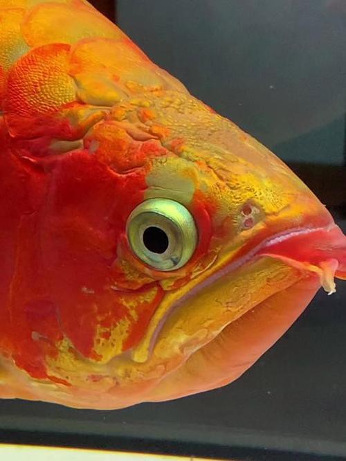如何辨別金冠紅龍魚的真偽？