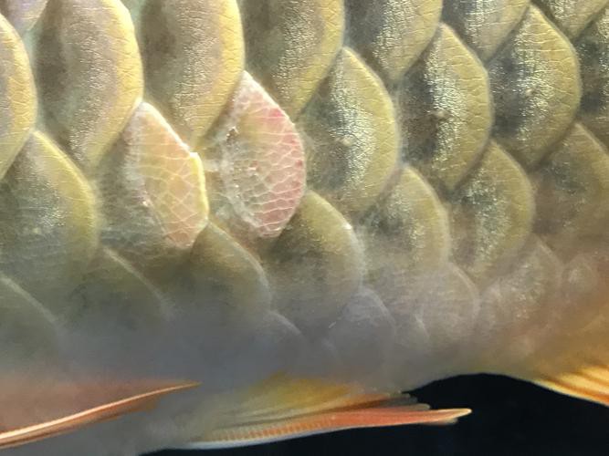 如何辨別金冠紅龍魚的真偽？