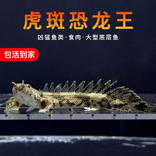 恐龍魚哪個品種比較好養(yǎng)