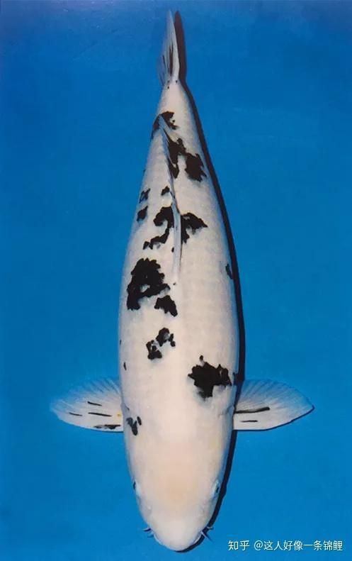 錦鯉別甲和白寫區(qū)別