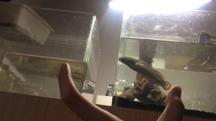 雷龍魚如何訓食喂食：雷龍魚喂食技巧：雷龍魚發色食物推薦，雷龍魚發色食物推薦