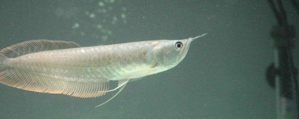 銀龍魚氧氣供應方案：銀龍魚氧氣供應不足怎么辦