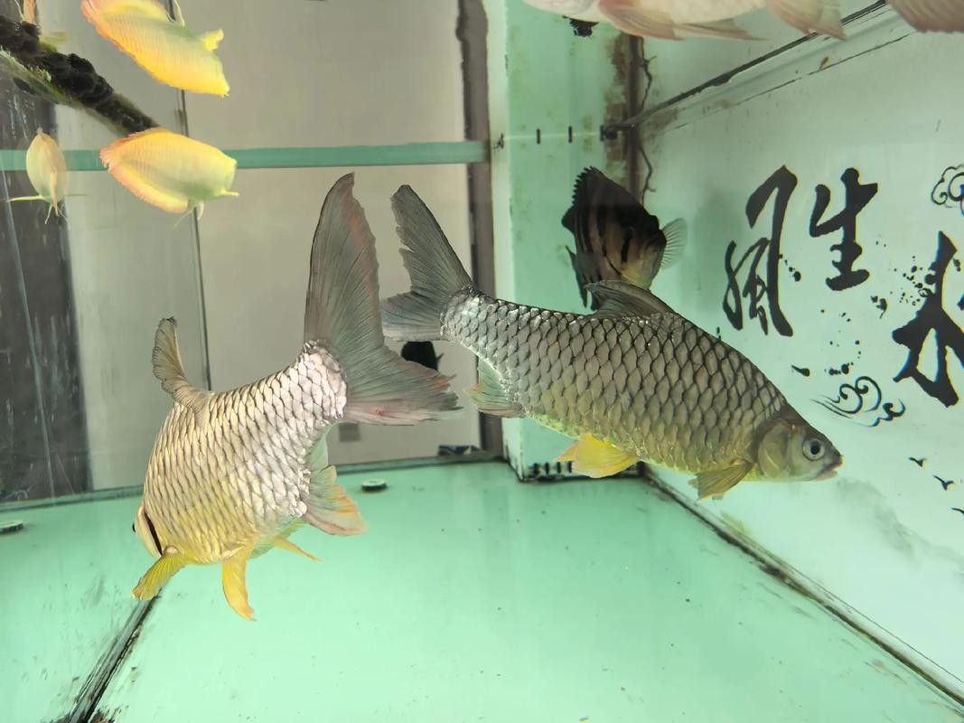 銀龍魚能和金龍魚在一起混養(yǎng)嗎圖片