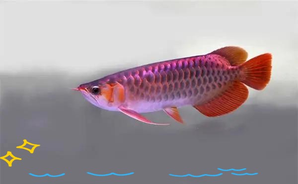 銀龍魚能和金龍魚在一起混養(yǎng)嗎圖片