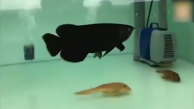 黑龍魚的視頻