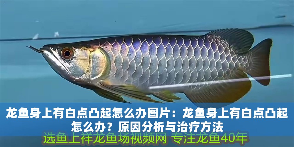 龍魚身上有白點凸起怎么辦圖片：龍魚身上有白點凸起怎么辦？原因分析與治療方法