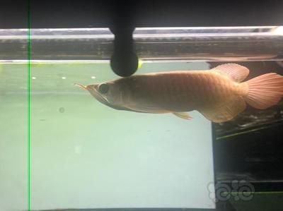 龍魚大湖魚都是下掛嗎：所有龍魚大湖魚都是下掛的，大湖魚都是下掛嗎，答案是不盡相同的