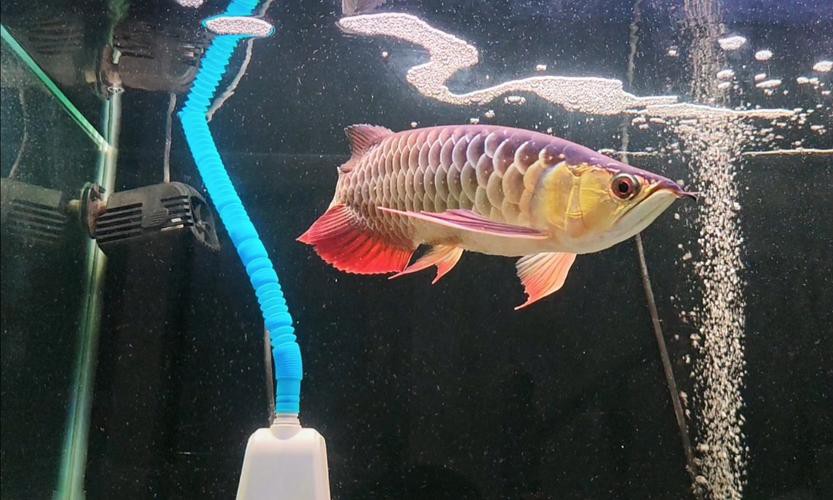 金龍魚(yú)印尼和馬來(lái)西亞哪個(gè)好養(yǎng)