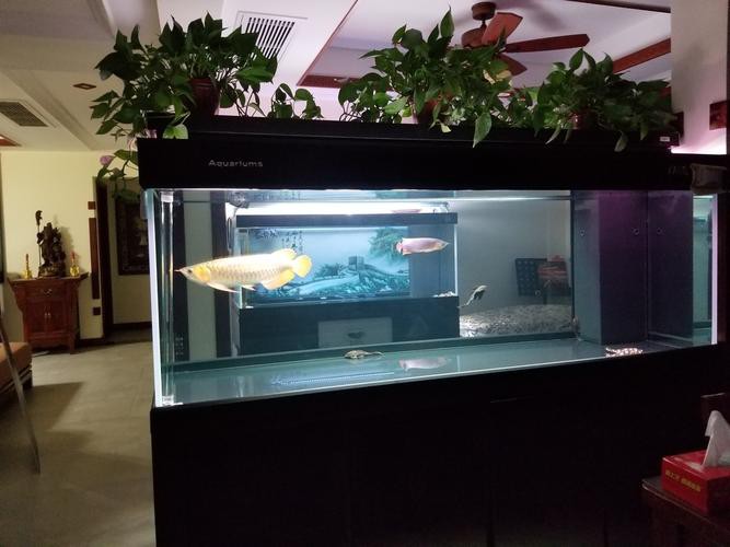 如何選擇適合養(yǎng)黑鱗龍魚(yú)的魚(yú)缸？