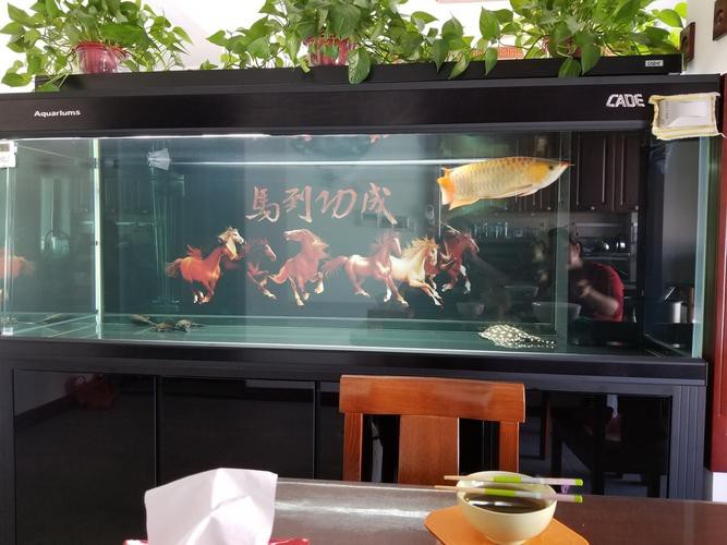 如何選擇適合養(yǎng)黑鱗龍魚(yú)的魚(yú)缸？