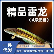 紅龍魚的品牌有哪些呢圖片大全