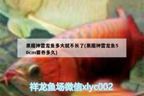 黑魔神雷龍魚的壽命，黑魔神雷龍魚的壽命有多長？