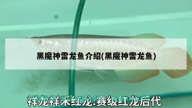 黑魔神雷龍魚的壽命，黑魔神雷龍魚的壽命有多長？