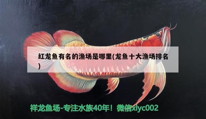 紅龍魚有名的漁場(chǎng)是哪里的魚（世界上最好的紅龍魚漁場(chǎng)，日本紅龍魚之家參觀攻略）