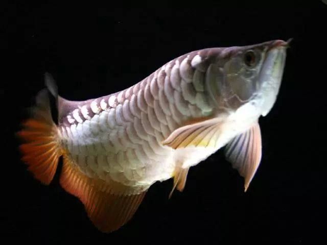 龍魚得腸炎怎么治療：龍魚腸炎怎么治療