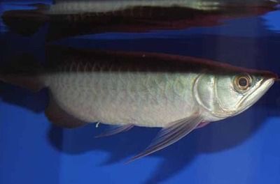 龍魚得腸炎怎么治療：龍魚腸炎怎么治療