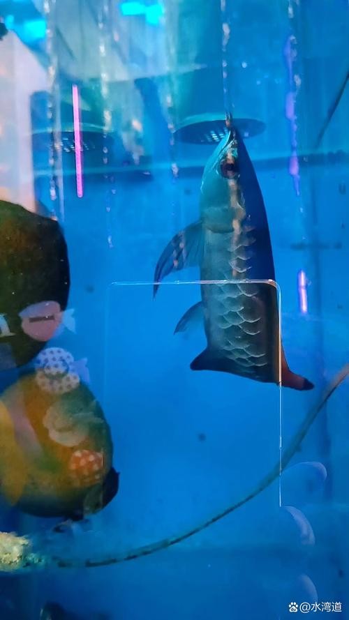 青龍魚多少錢一條圖片