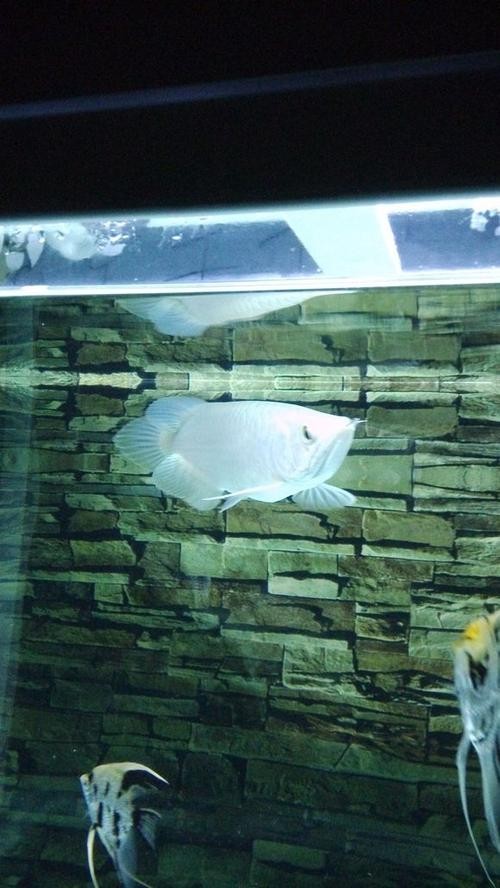 青龍魚多少錢一條圖片