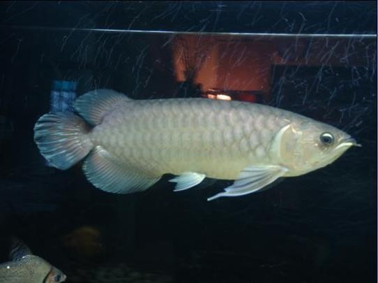 青龍魚多少錢一條圖片