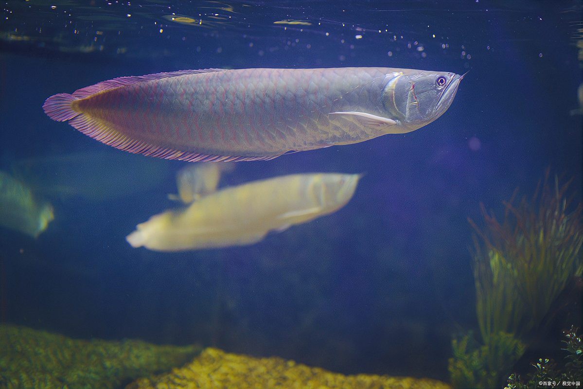 如何判斷銀龍魚(yú)是否成功混養(yǎng)？