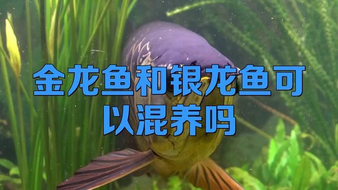 如何判斷銀龍魚(yú)是否成功混養(yǎng)？