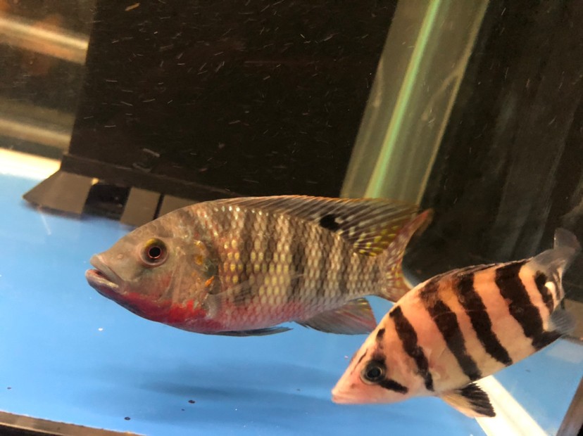 求上帝幫助你看看這是什么魚