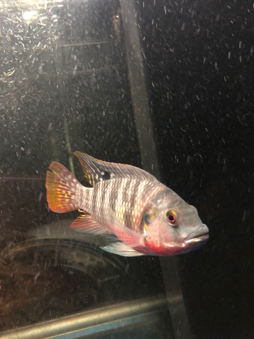 求上帝幫助你看看這是什么魚