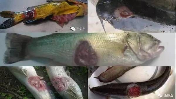 龍魚張不開嘴怎么回事：龍魚張不開嘴怎么辦