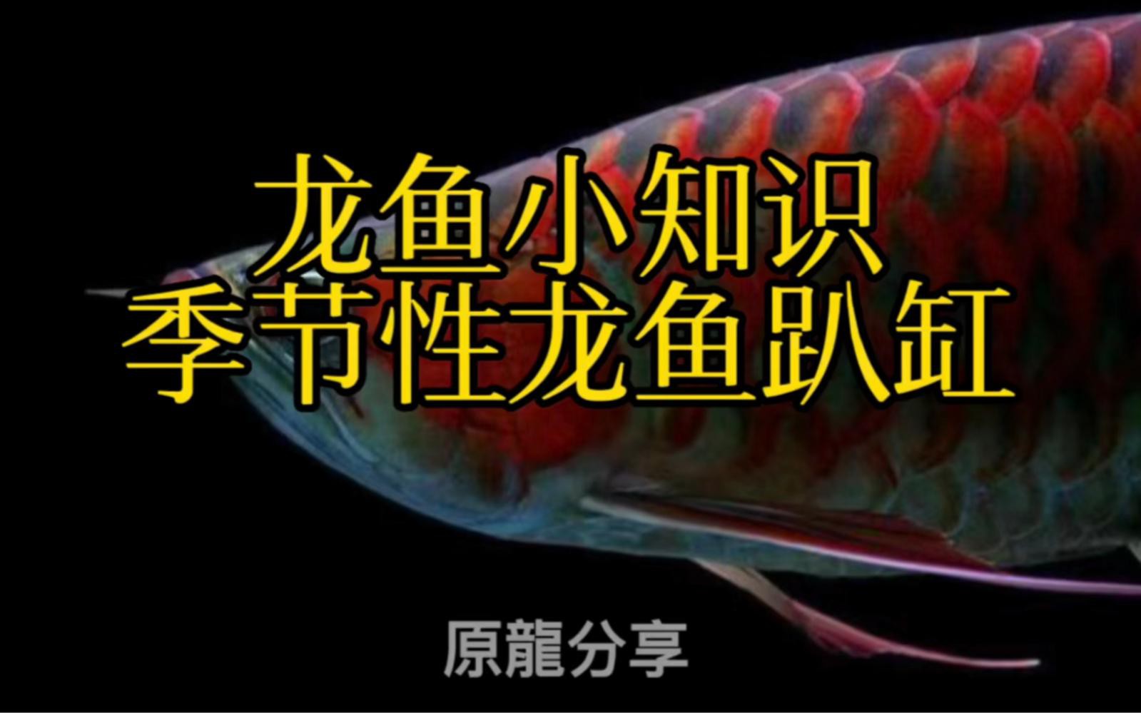 龍魚趴缸有哪些常見原因？
