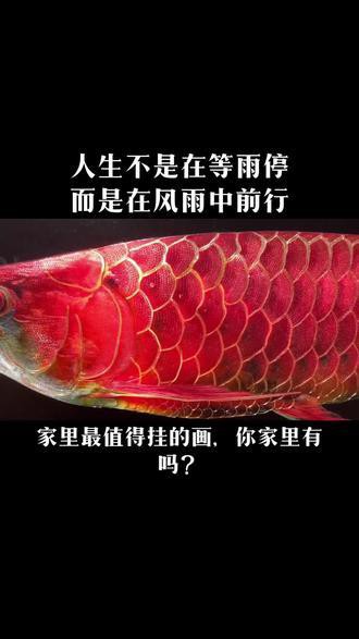 金龍魚意義名詞