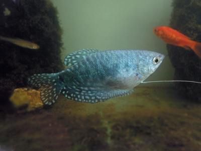 怎么看曼龍魚懷孕了（如何判斷曼龍魚是否懷孕）