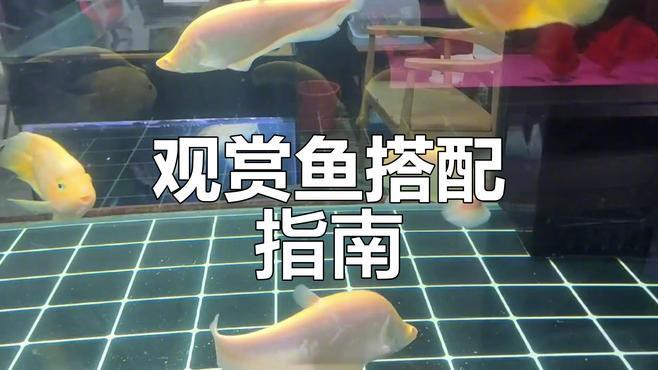 金龍魚(yú)混養(yǎng)需要哪些注意事項(xiàng)？