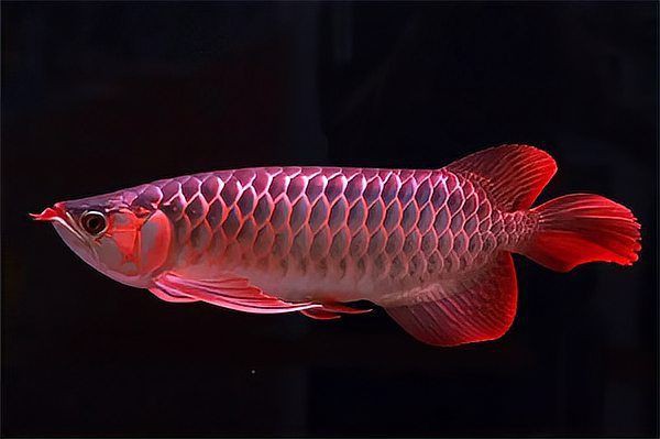 龍魚掉尾后還能長好嗎？