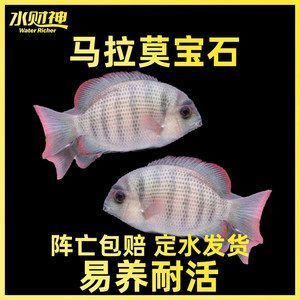 馬拉莫寶石魚混養常見問題：馬拉莫寶石魚混養成功案例