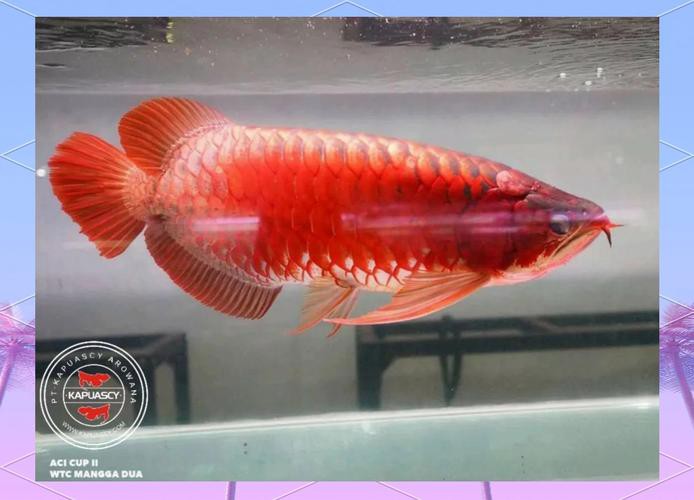 有沒有紅龍魚壁紙的模板？