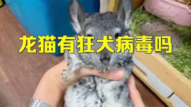 如何護(hù)理被龍貓咬傷的傷口？