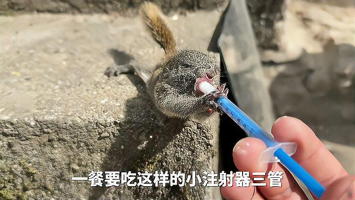 如何護(hù)理被龍貓咬傷的傷口？