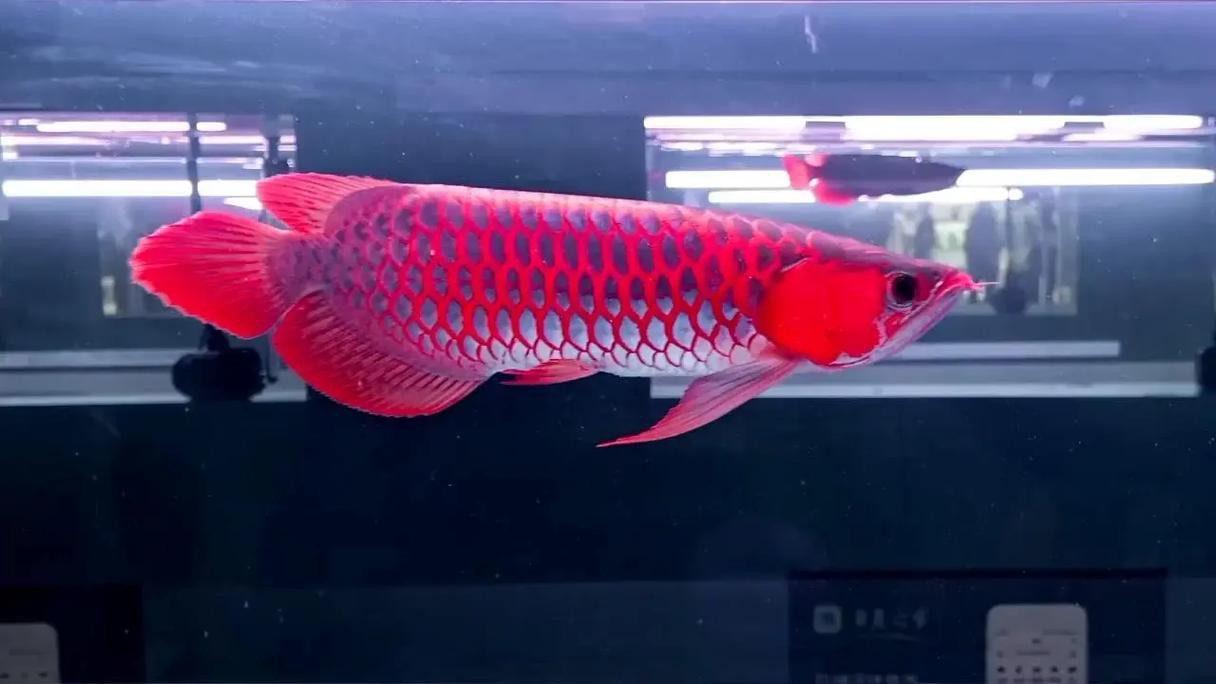 紅龍魚品種排行圖