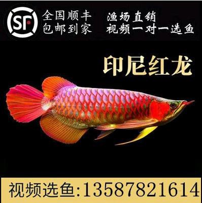 紅龍魚品種排行圖