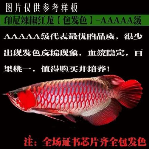 紅龍魚品種排行圖