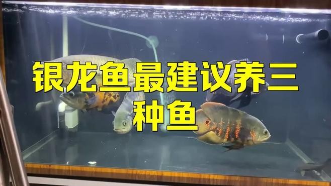銀龍魚和鸚鵡混養