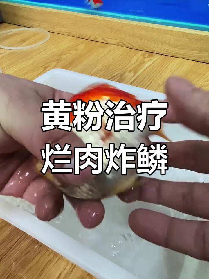龍魚魚鱗潰爛如何治療？