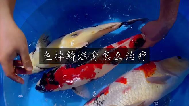 龍魚魚鱗潰爛如何治療？