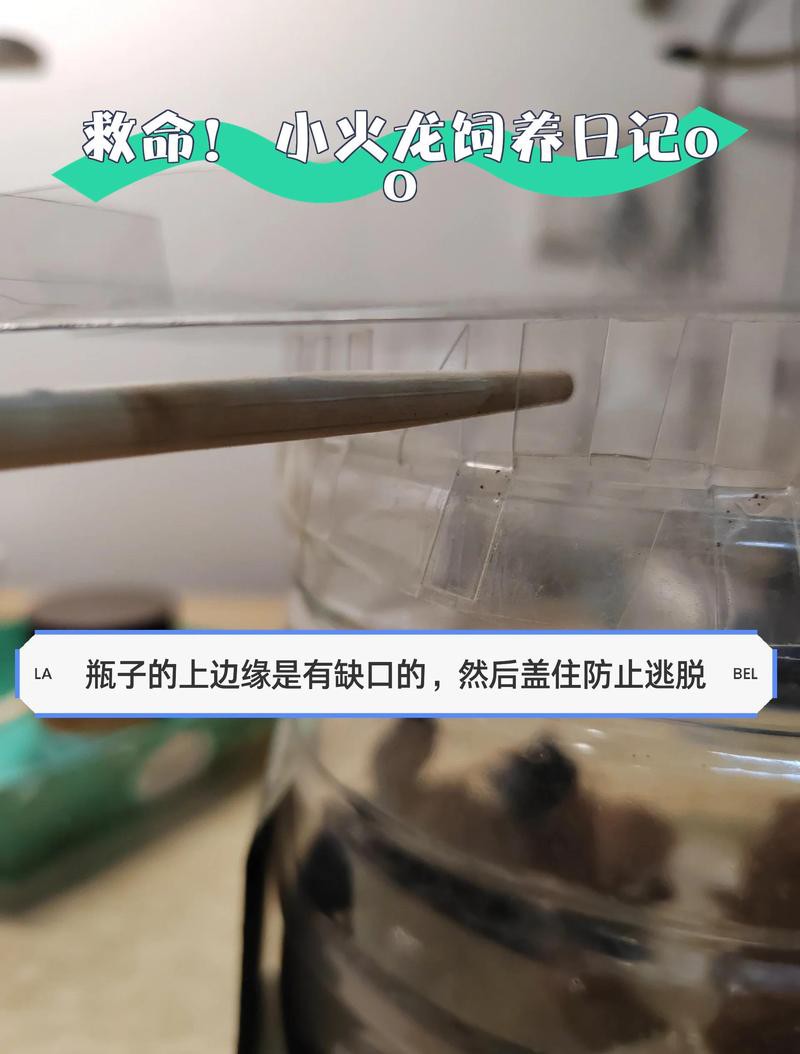 印度尼西亞金龍魚魚場(chǎng)：印度尼西亞金龍魚，水族界的璀璨明珠