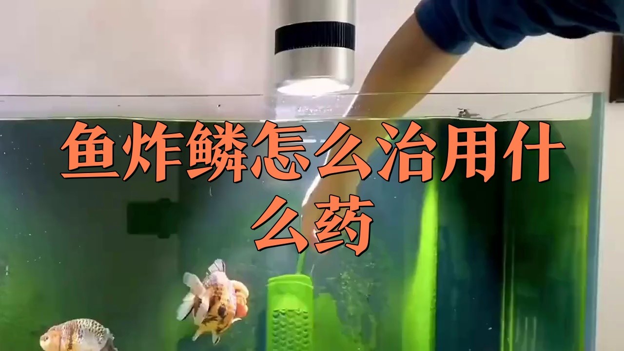 龍魚炸鱗潰爛如何治療？