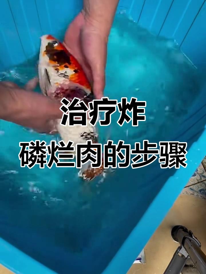 龍魚炸鱗潰爛如何治療？