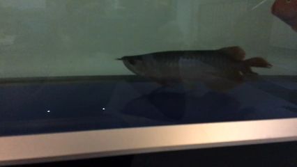 紅龍魚開燈中間可以關燈嗎：紅龍魚開燈中間關燈可以嗎