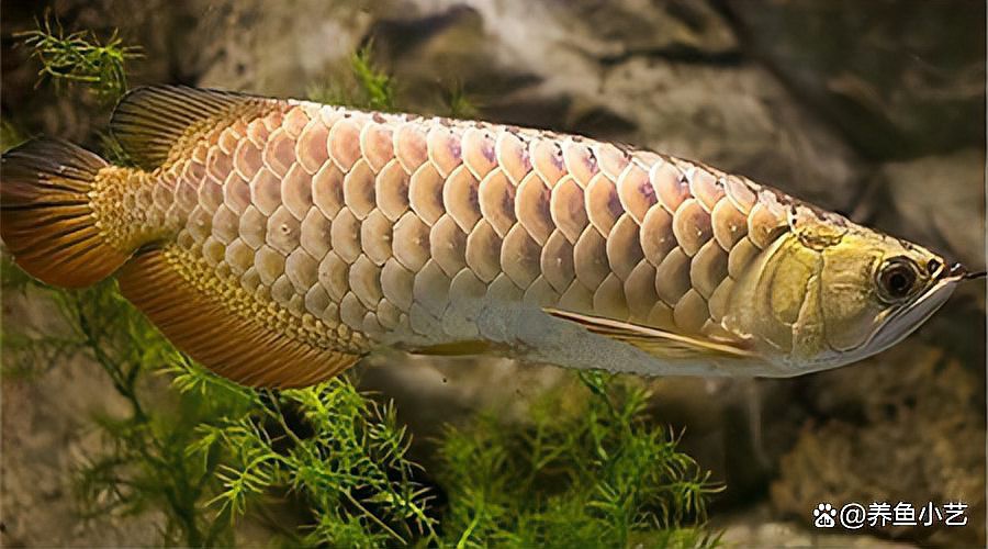 如何判斷龍魚(yú)是否適應(yīng)新水質(zhì)？