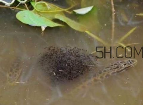 龍魚變色怎么回事啊視頻講解：視頻講解龍魚變色原因和處理方法龍魚變色原因和處理方法