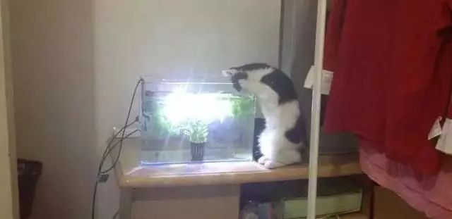 龍魚和招財貓一起養會打架嗎：龍魚和招財貓可以一起養嗎